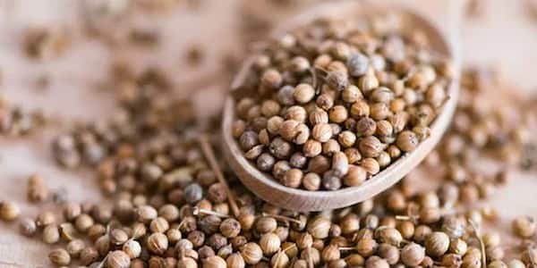 تصویر 3 از خرید و فروش تخم گشنیز نهاوند با شرایط فوق العاده